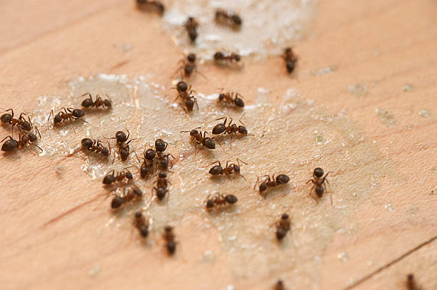 Pest Control for Restaurants in North Beach, MD